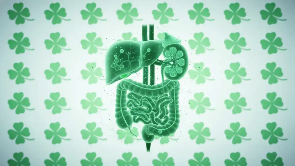 Detailed medical illustration of digestive system organs including liver, stomach, intestines and pancreas in green tones with four-leaf clover pattern background representing organ health screening