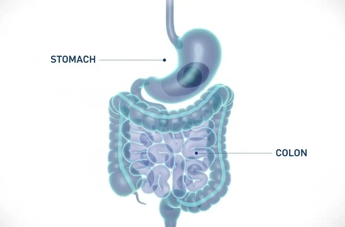 Modern medical screening equipment for gastroscopy and colonoscopy